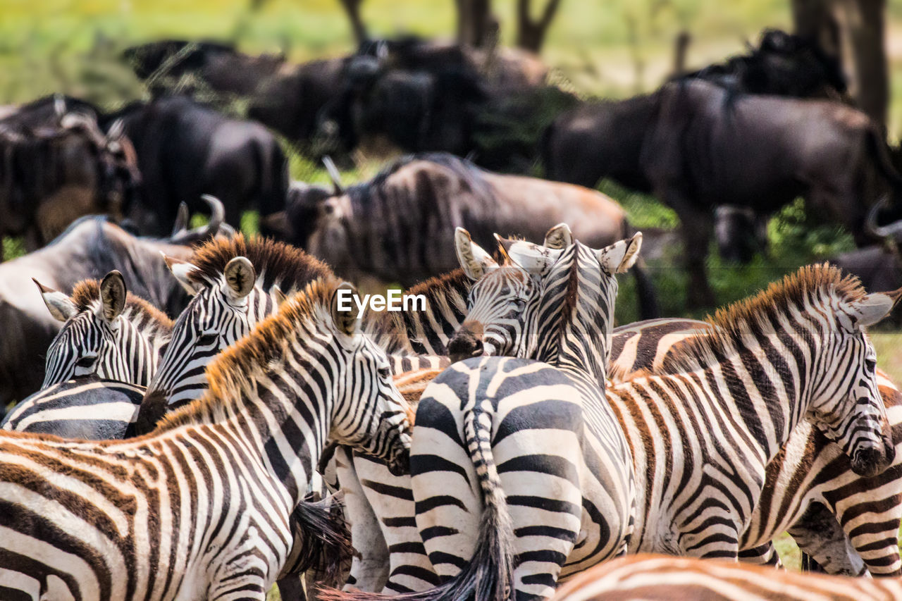 Close-up of zebra