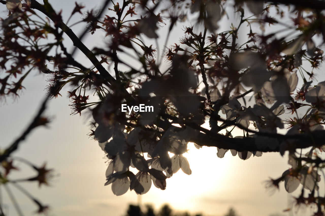 CLOSE UP OF BLOSSOM TREE