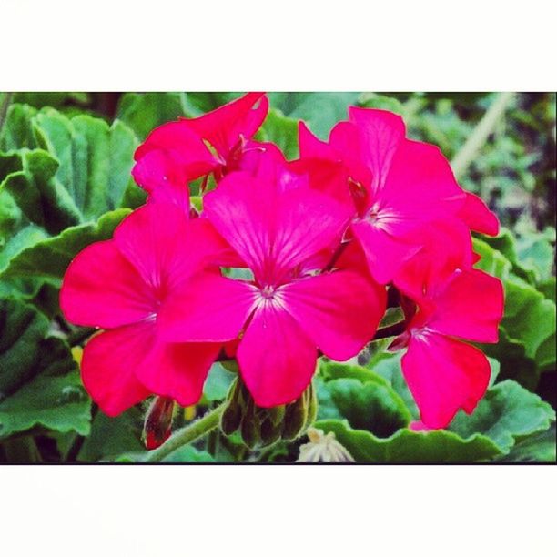 CLOSE-UP OF PINK FLOWERS