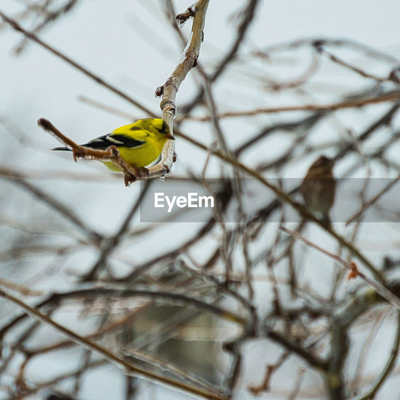 BIRD PERCHING ON A TREE