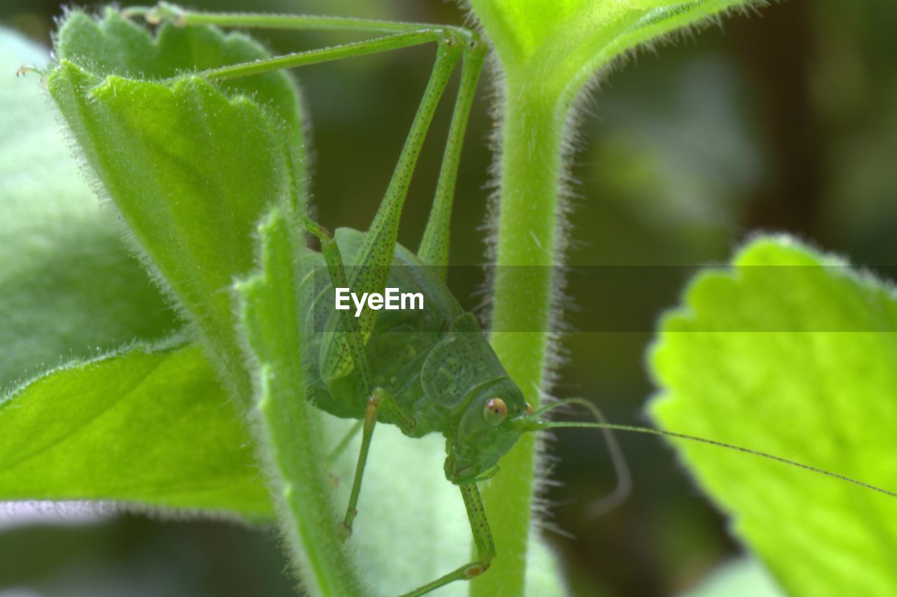 Close-up of insect on leaf