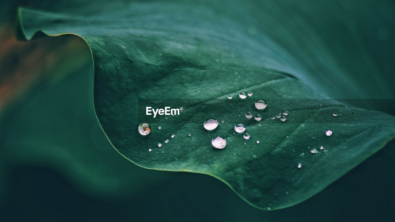 Close-up of water drops on leaf