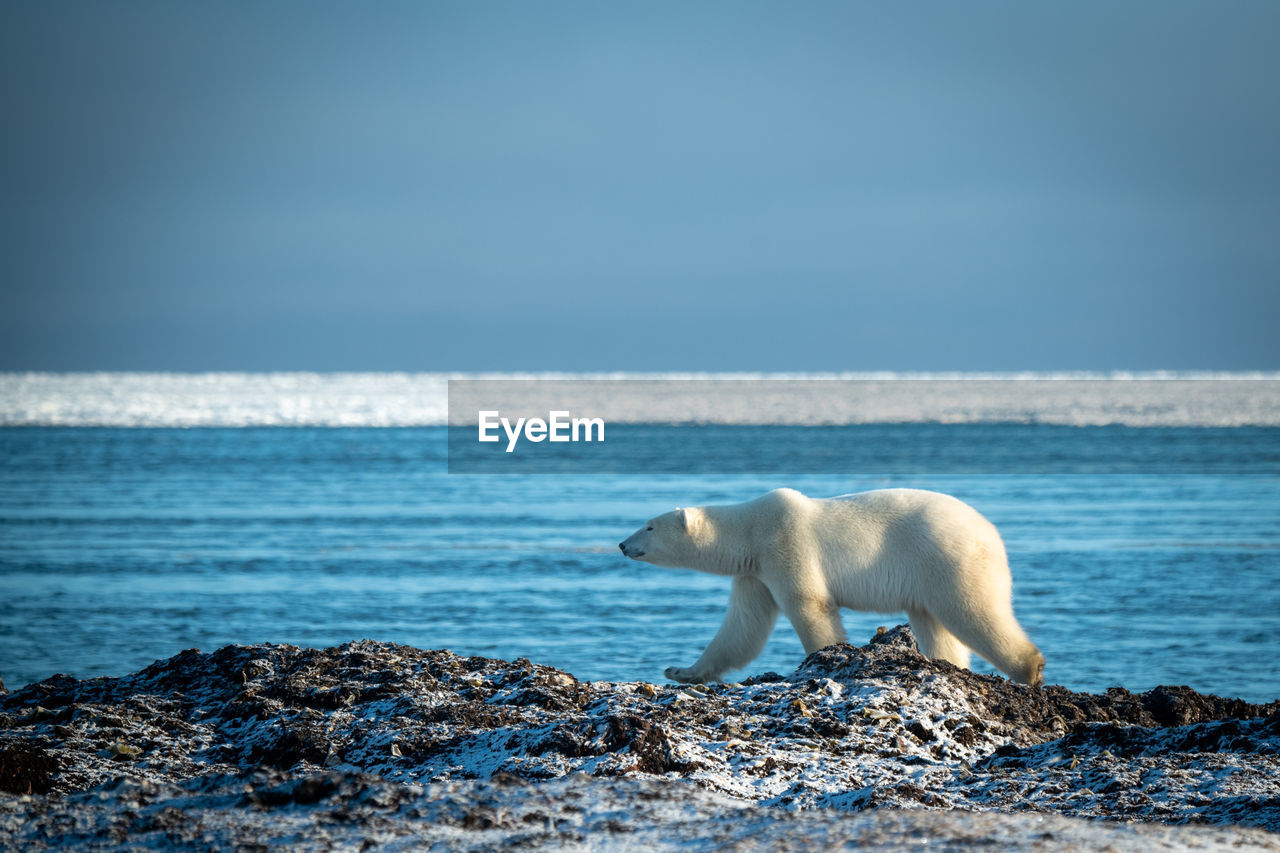 Polar bear lifts paw walking along shoreline