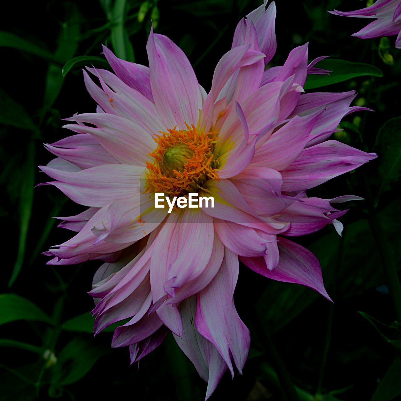 CLOSE-UP OF PINK FLOWER