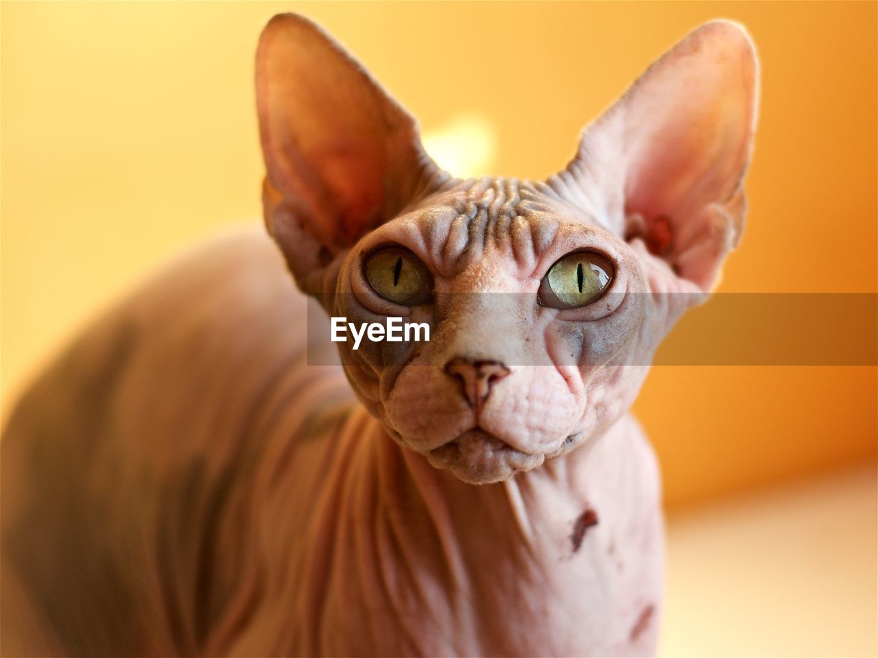 Close-up portrait of sphynx hairless cat