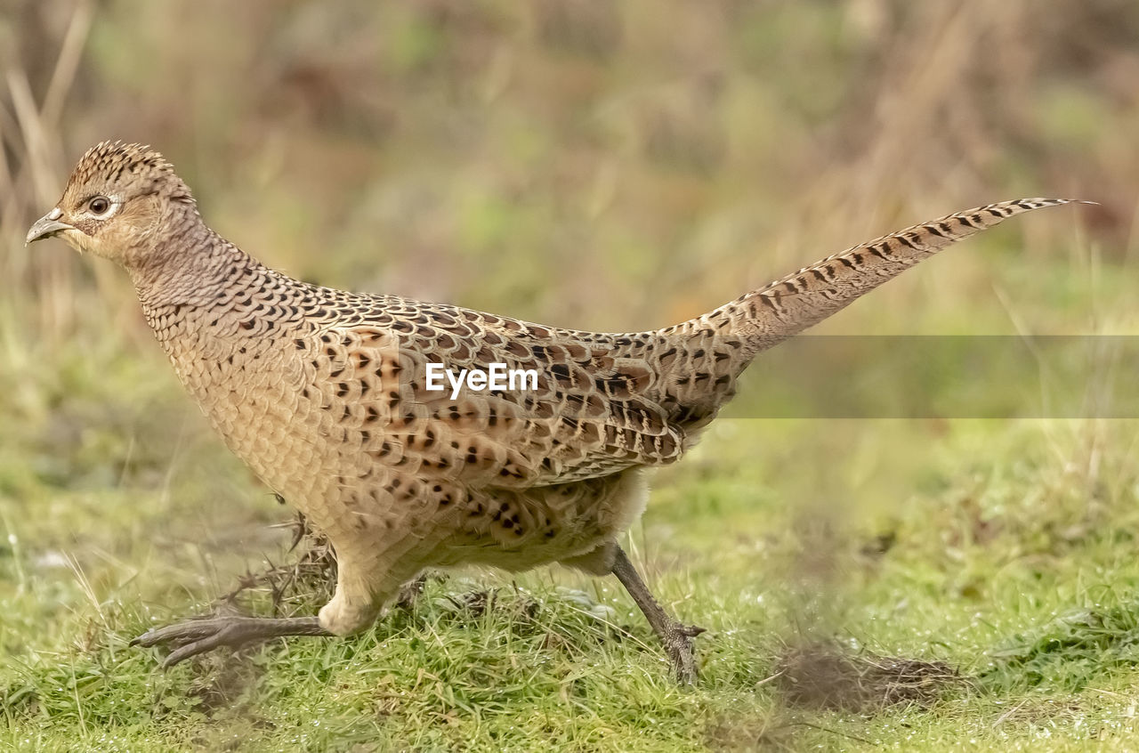 SIDE VIEW OF GIRAFFE ON LAND