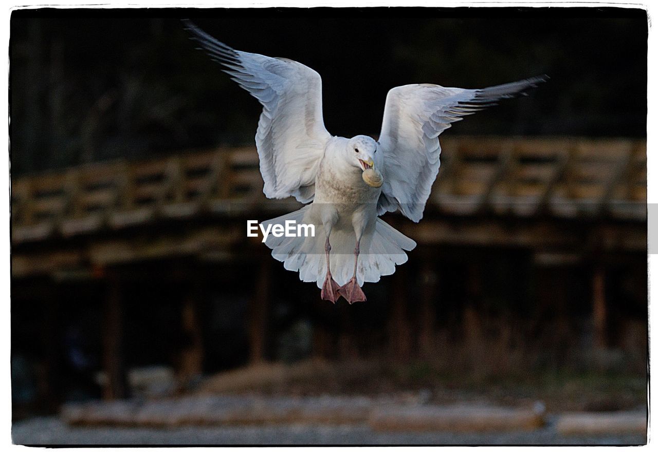 CLOSE-UP OF PELICAN FLYING