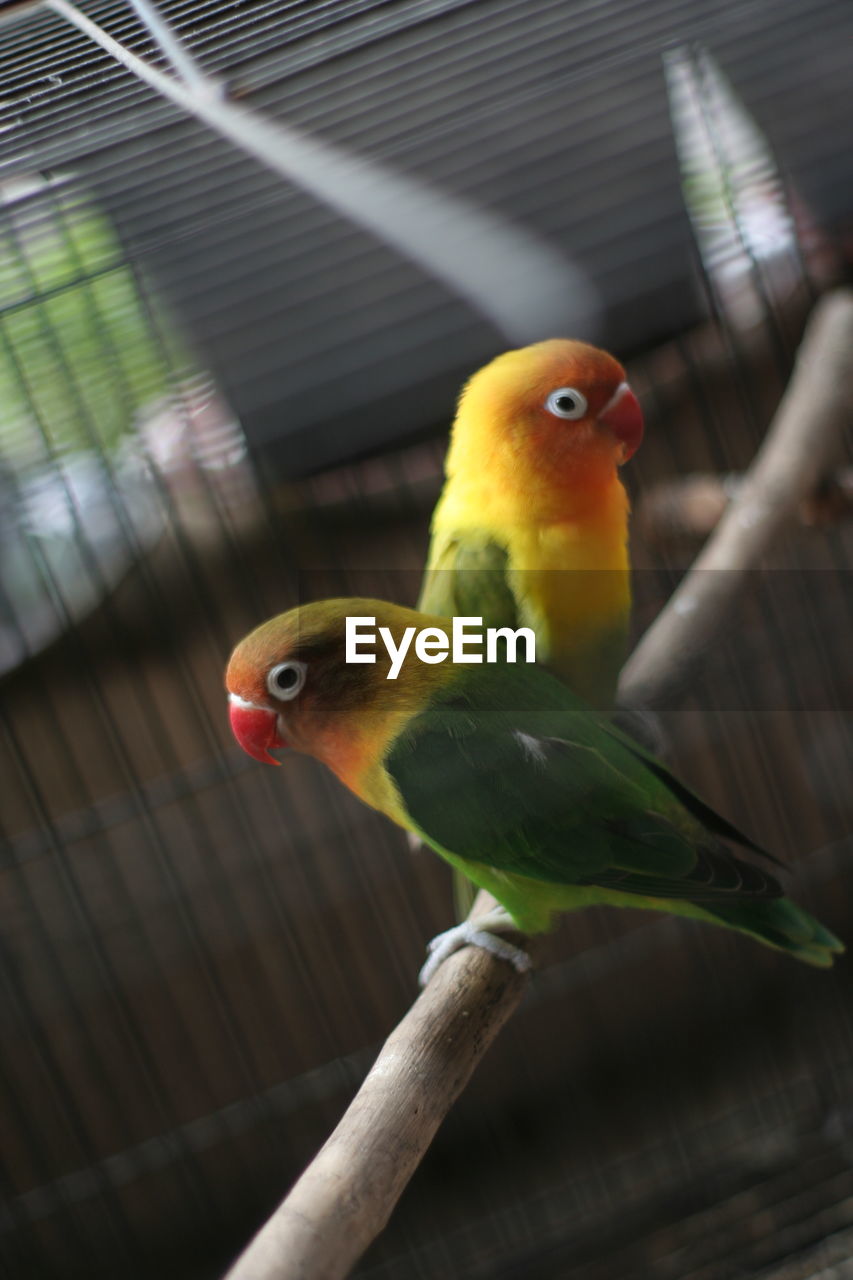 Close-up of parrot perching