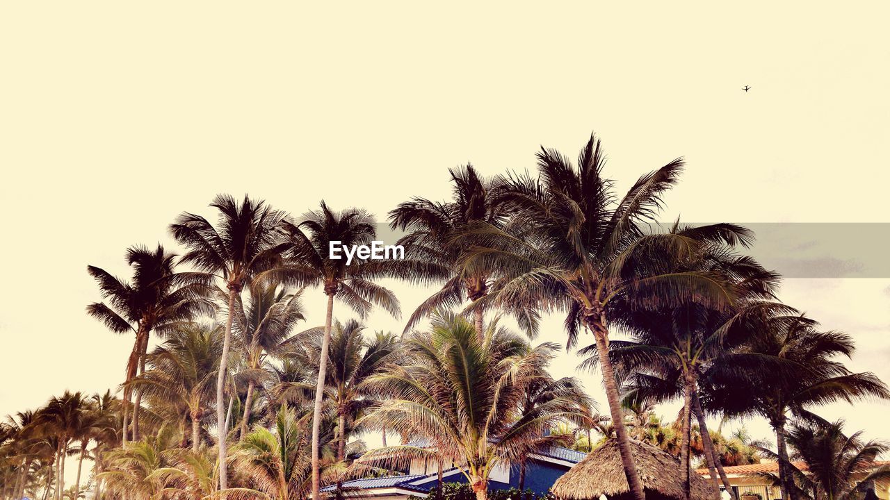 Low angle view of palm trees against sky