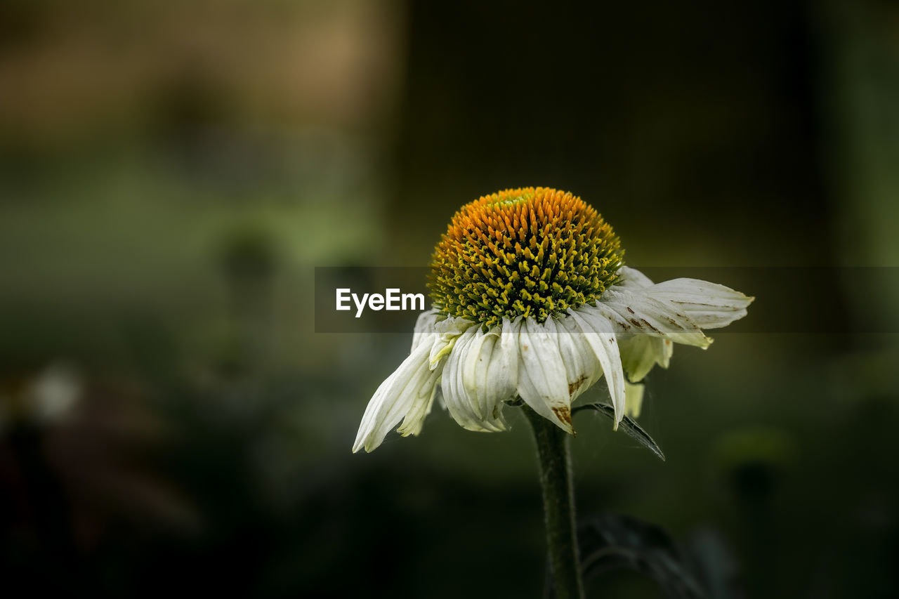 flower, flowering plant, plant, freshness, nature, beauty in nature, fragility, close-up, flower head, yellow, inflorescence, focus on foreground, growth, macro photography, petal, daisy, green, no people, plant stem, pollen, outdoors, botany, white, wildflower, springtime, blossom