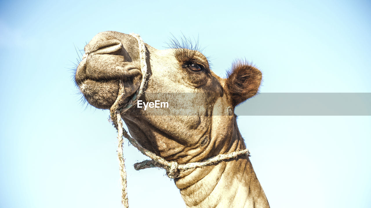 Close-up of camels head
