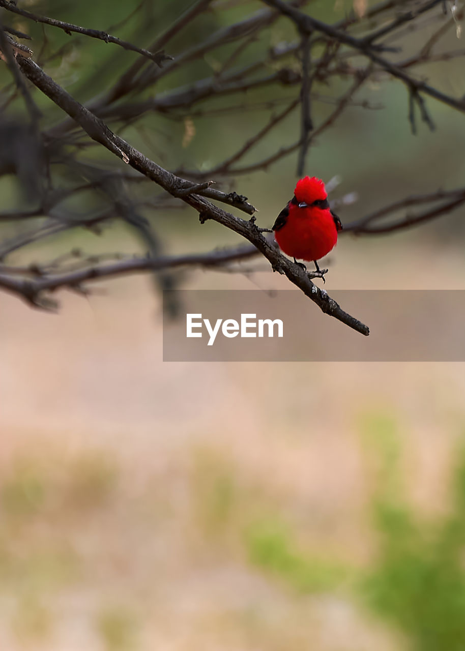 bird, animal wildlife, animal themes, animal, tree, nature, wildlife, branch, red, plant, flower, one animal, leaf, no people, perching, beauty in nature, focus on foreground, outdoors, close-up, cardinal - bird, selective focus, day, twig, environment