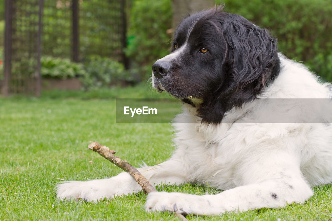 Portrait of a landseer dog lying in a garden, holding a branch and looking away