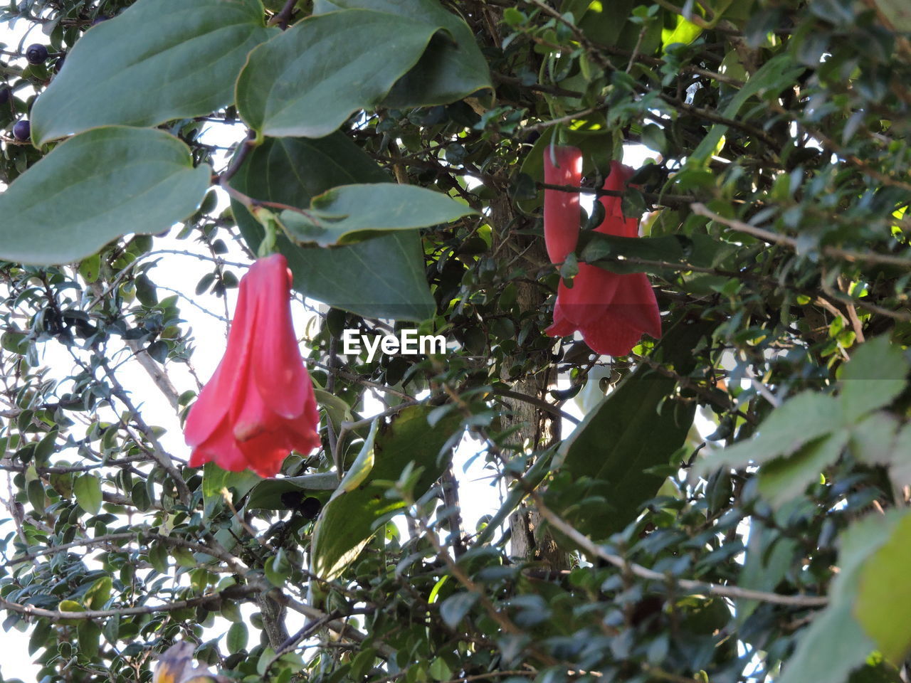 LOW ANGLE VIEW OF RED FLOWERS ON TREE
