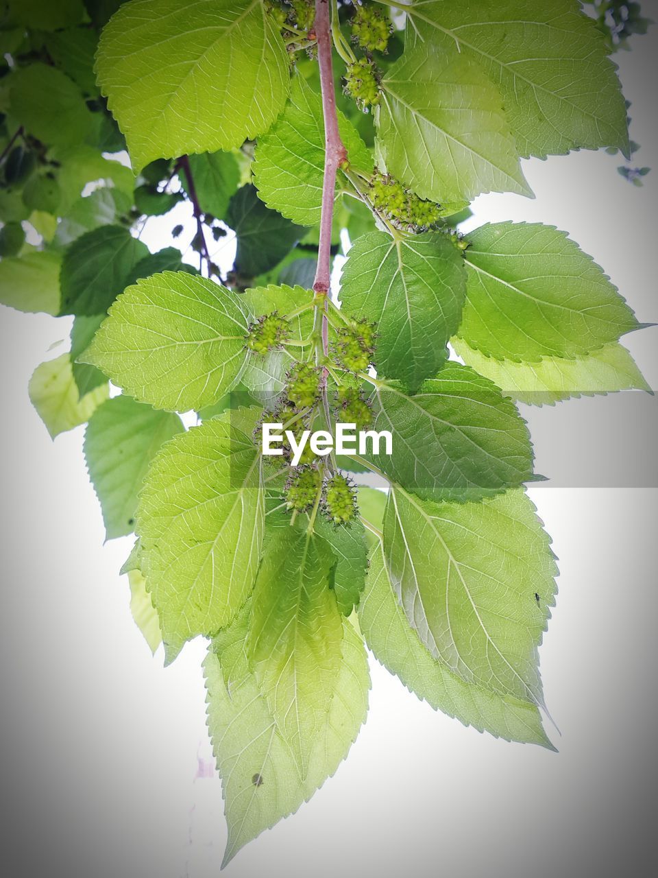 CLOSE-UP OF LEAVES ON PLANT