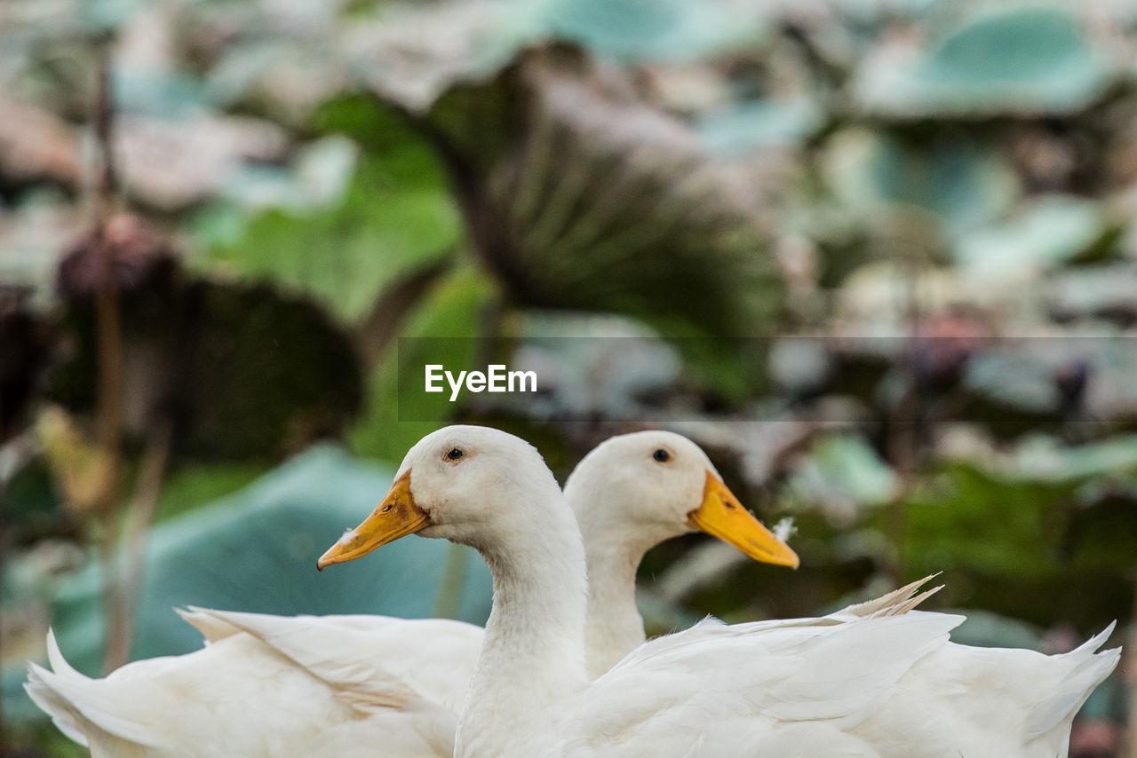 CLOSE-UP OF DUCKS