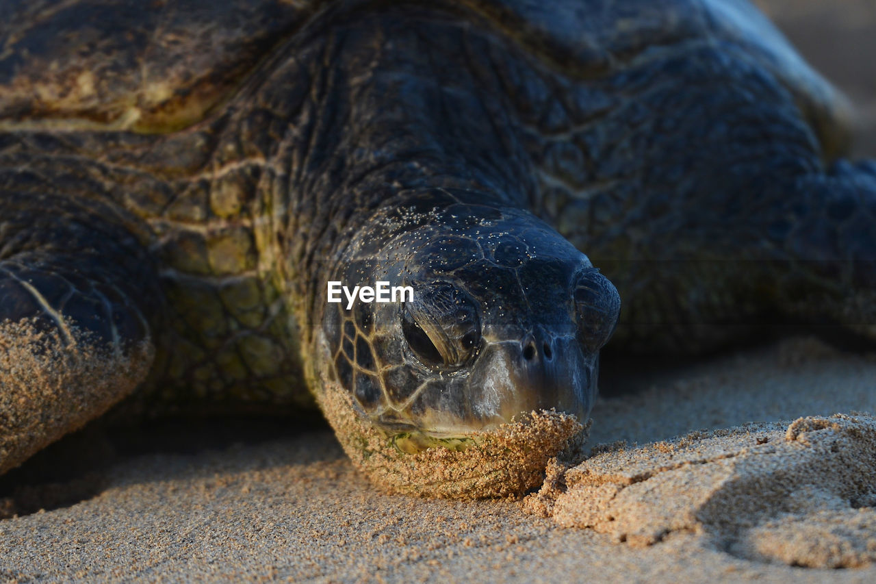 animal themes, animal wildlife, animal, reptile, wildlife, one animal, turtle, tortoise, close-up, nature, sea turtle, no people, animal body part, land, animal head, sea, sand, portrait, loggerhead sea turtle, outdoors, tortoise shell, day