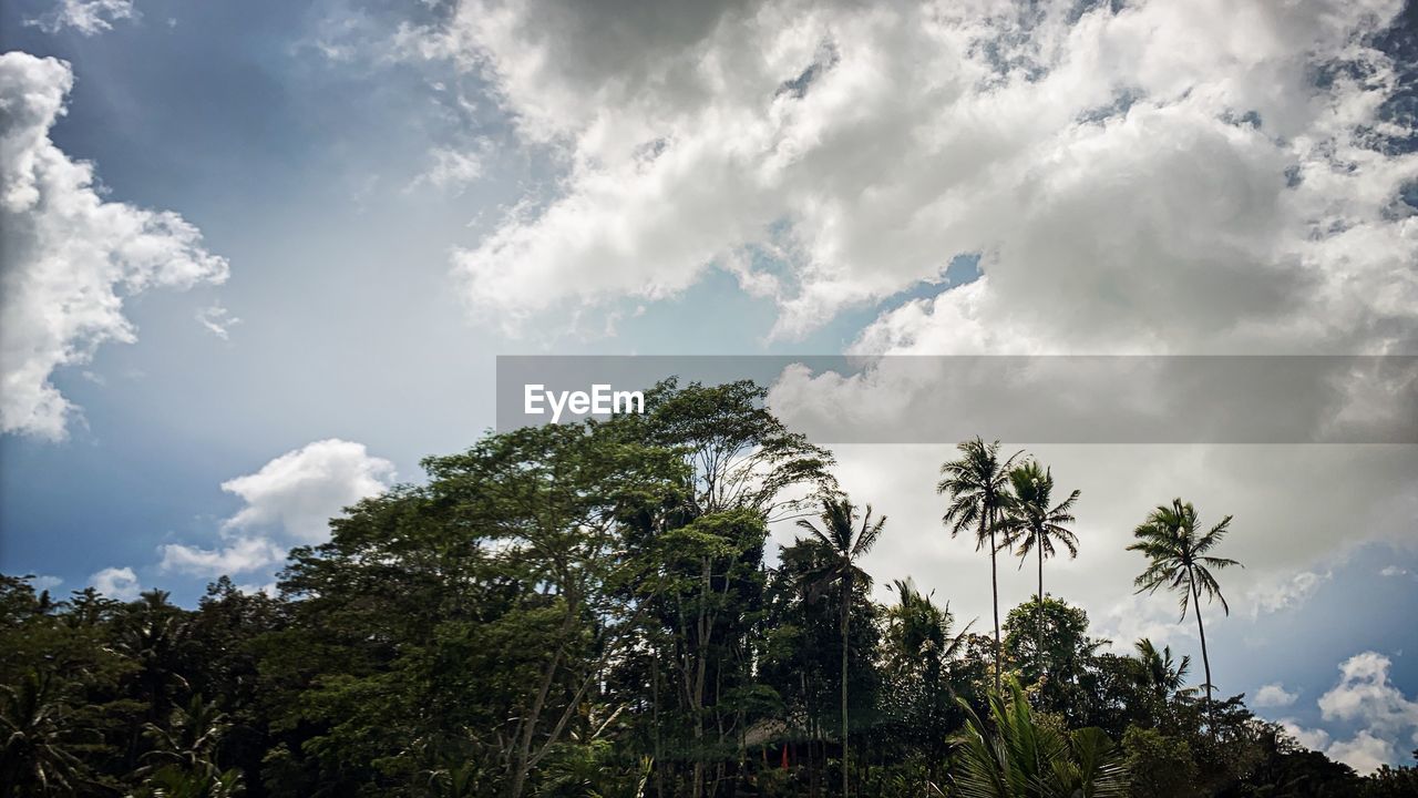 Low angle view of palm trees against sky