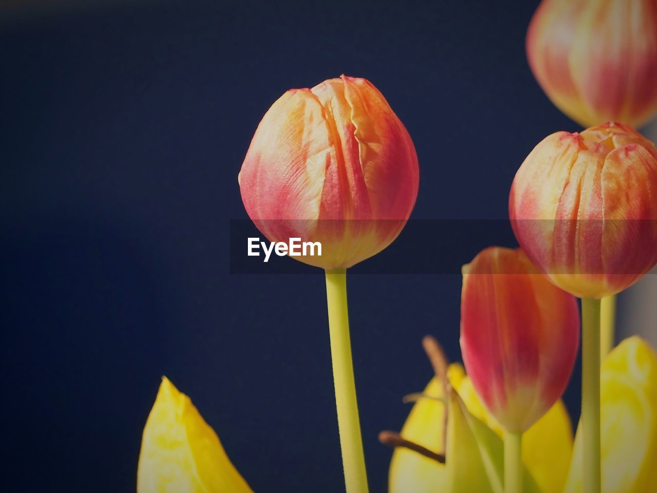 yellow, flower, freshness, plant, flowering plant, close-up, macro photography, beauty in nature, nature, tulip, petal, no people, fragility, growth, flower head, studio shot, inflorescence, plant stem, food, outdoors, orange color, food and drink, focus on foreground