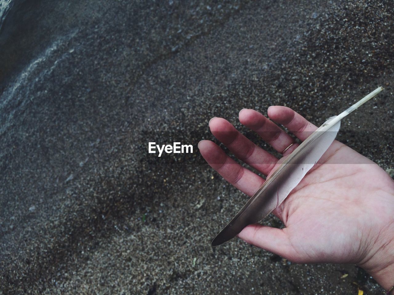 Close-up of hand holding feather