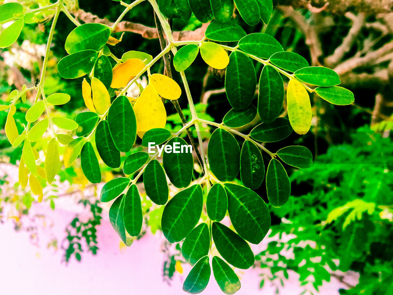 Close-up of leaves