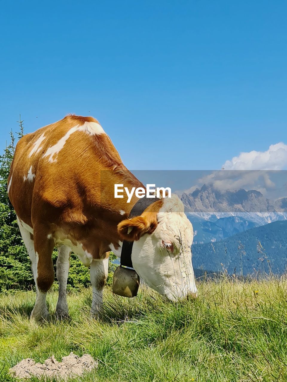 Cow grazing on field against sky