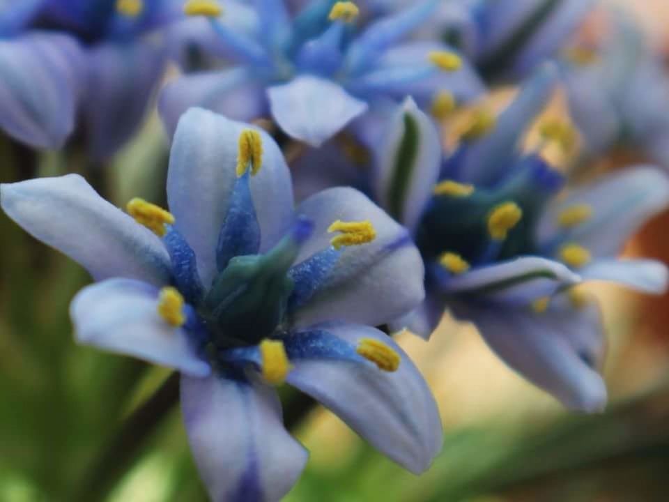 CLOSE-UP OF PURPLE FLOWERS BLOOMING OUTDOORS