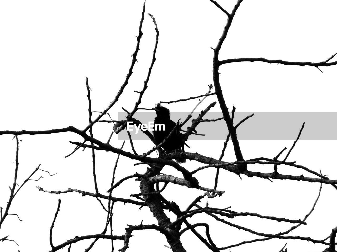 LOW ANGLE VIEW OF A BIRD PERCHING ON BRANCH