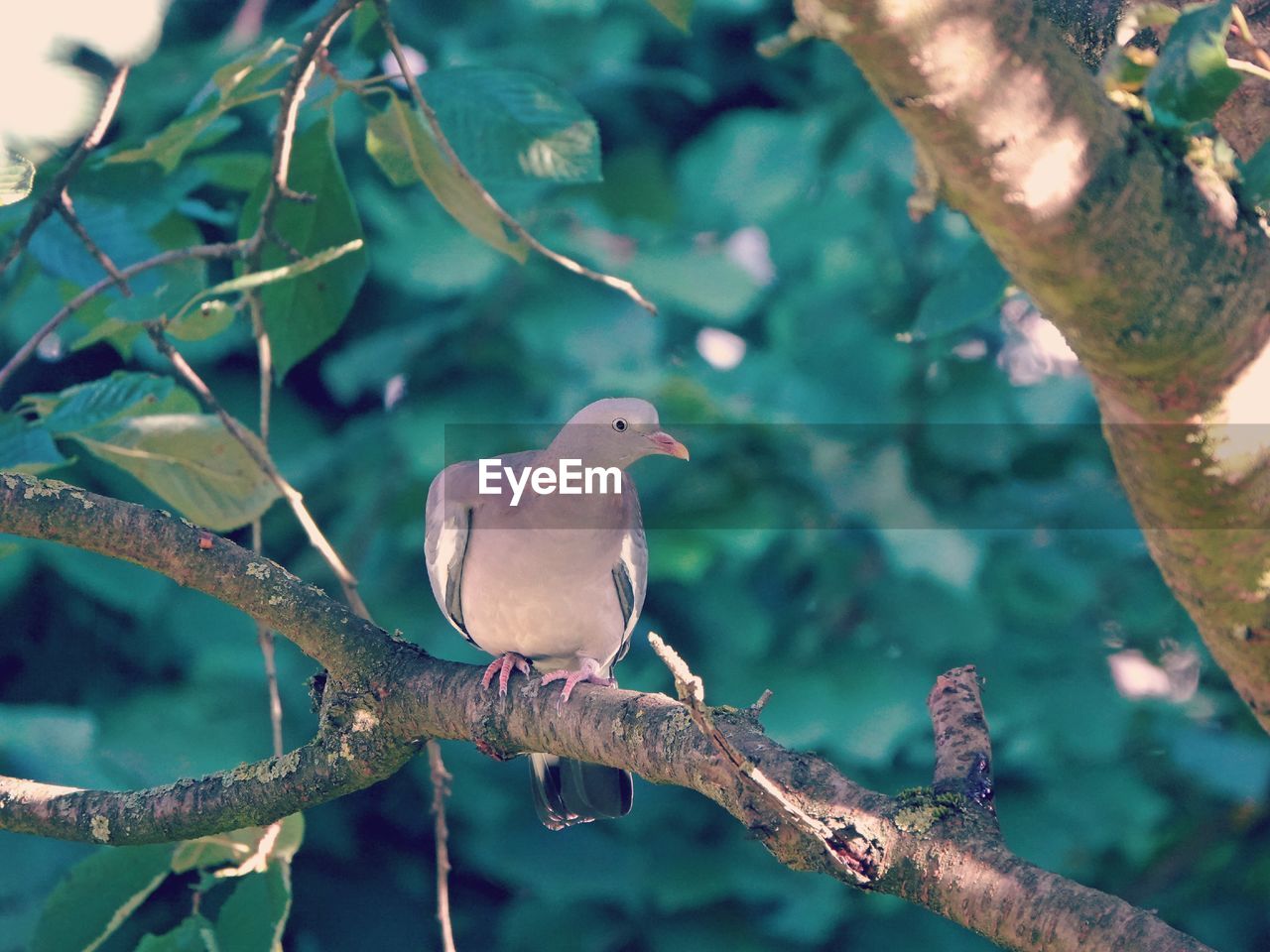 Pigeon perching on a branch