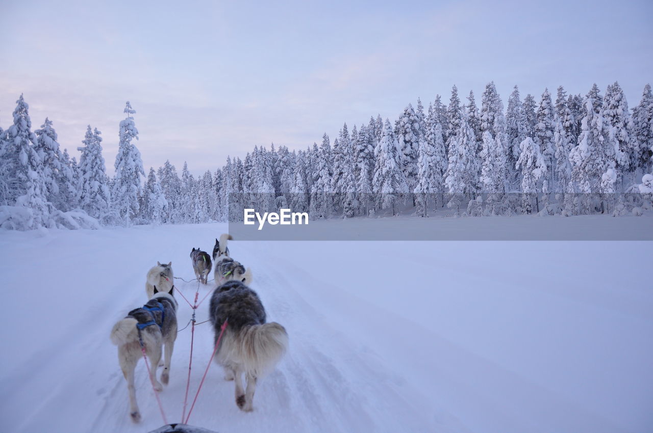 Dogs pulling sleigh on snowy field during winter