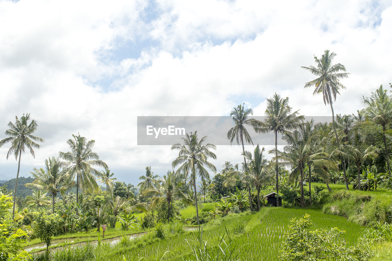 Palm trees on field against sky