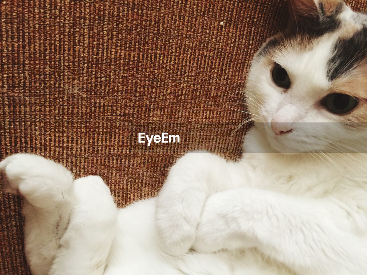 Close-up of white cat at home