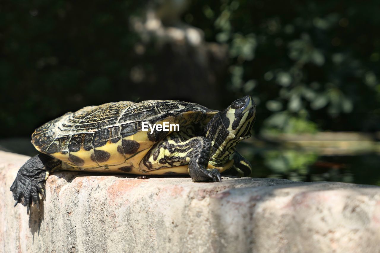 CLOSE-UP OF A TURTLE ON ROCK