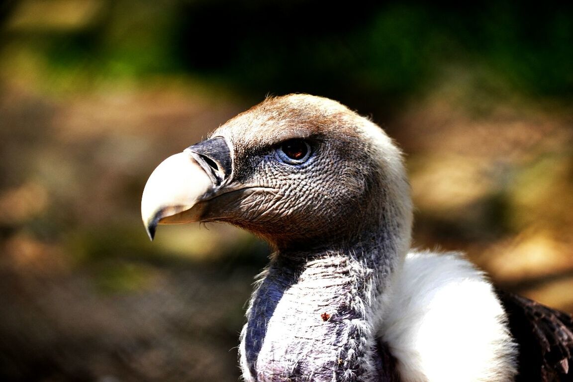 CLOSE-UP OF BIRD LOOKING AWAY