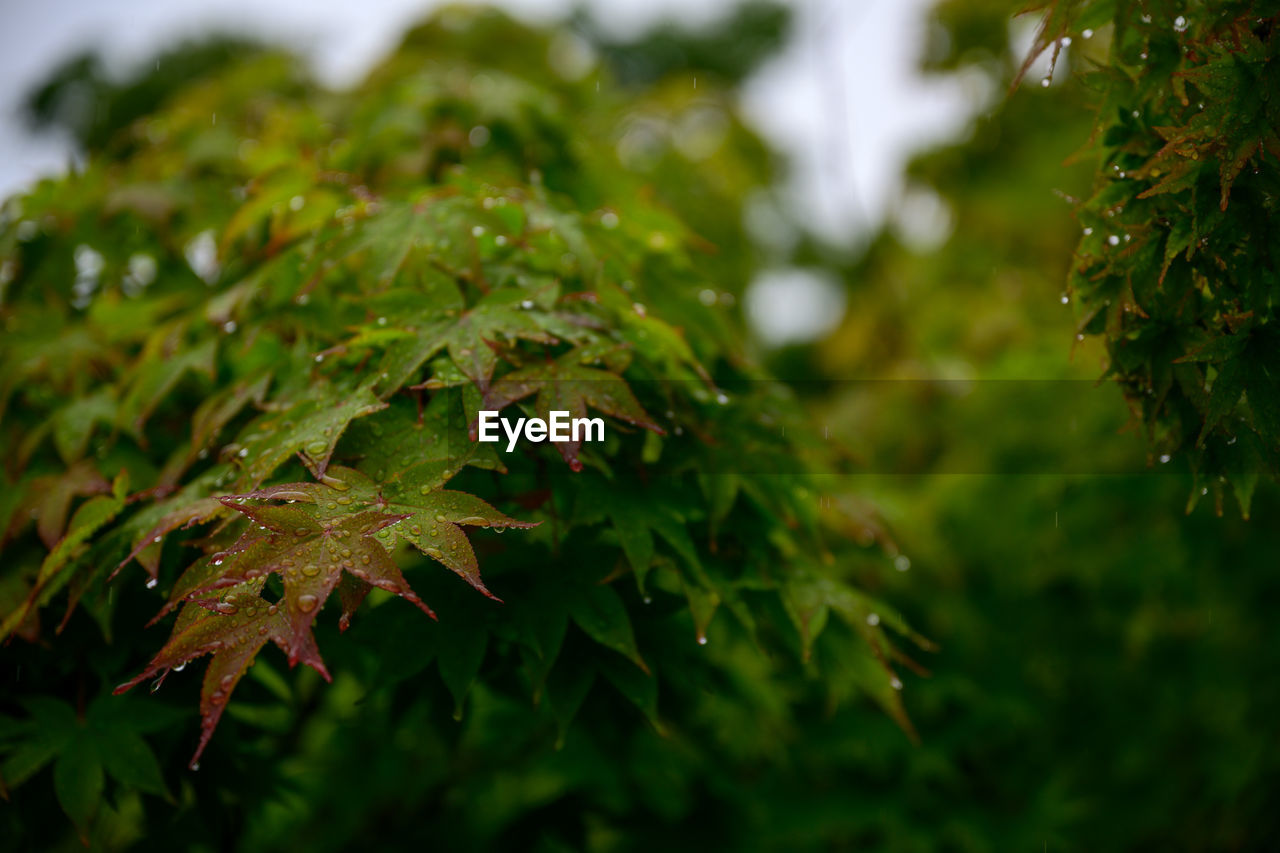 CLOSE-UP OF RAINDROPS ON MAPLE LEAVES