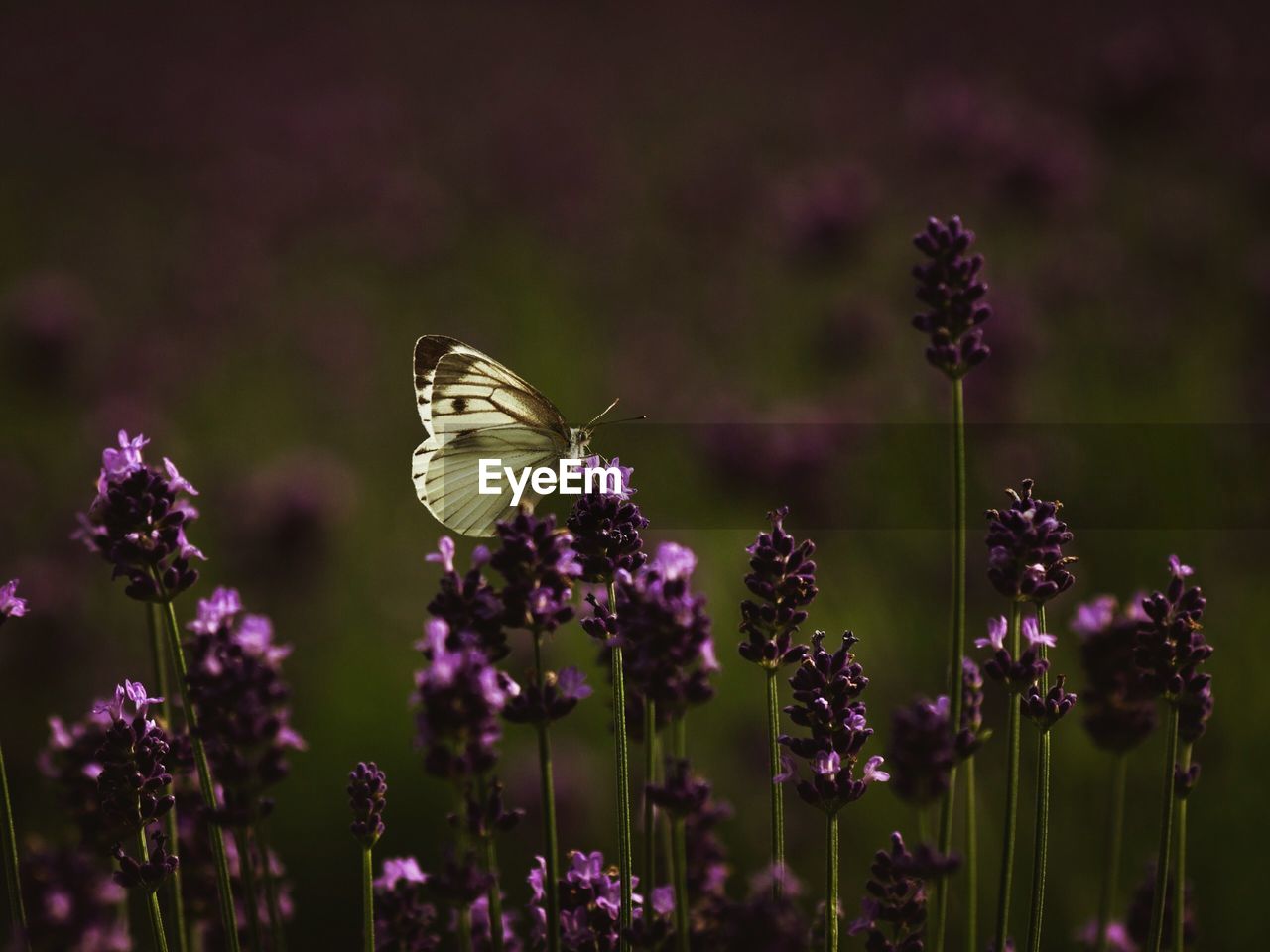 CLOSE-UP OF BUTTERFLY ON LAVENDER