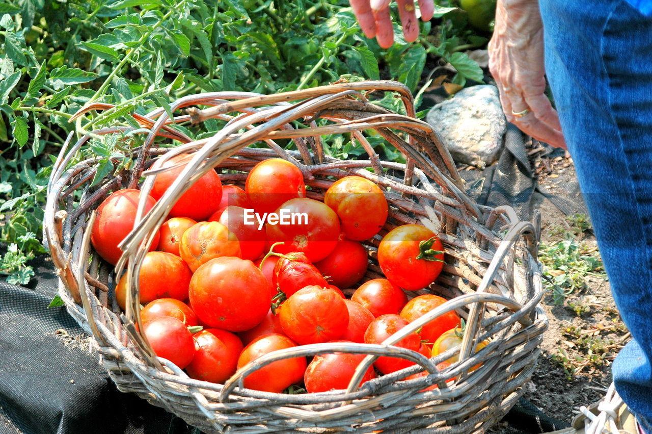 Tomatoes picked from the garden outside.