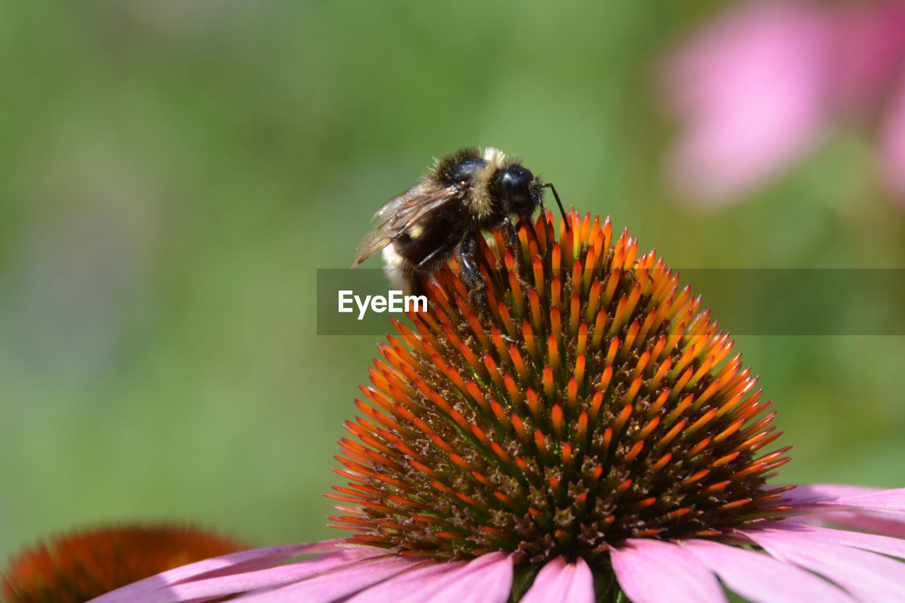 Close-up of bee pollinating on eastern purple coneflower