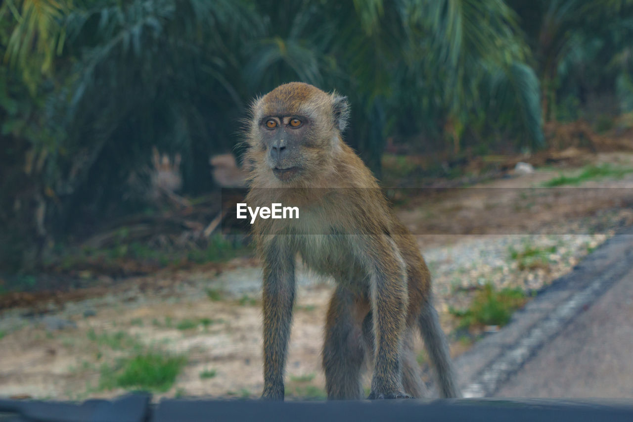 PORTRAIT OF MONKEY ON TREE TRUNK