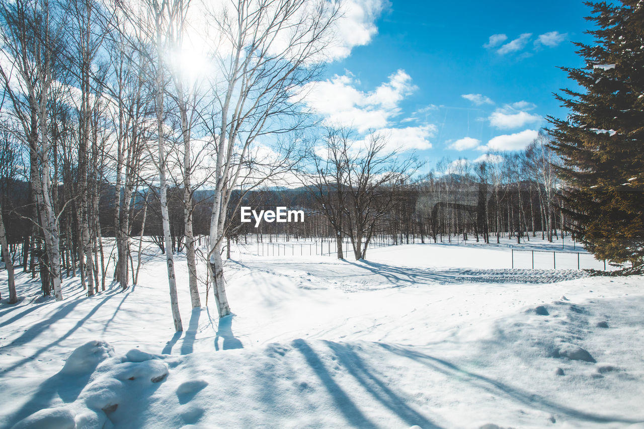 trees on snow covered landscape against sky