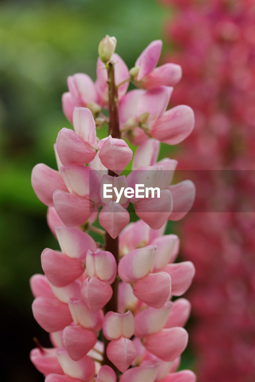 Close-up of pink flowers growing outdoors