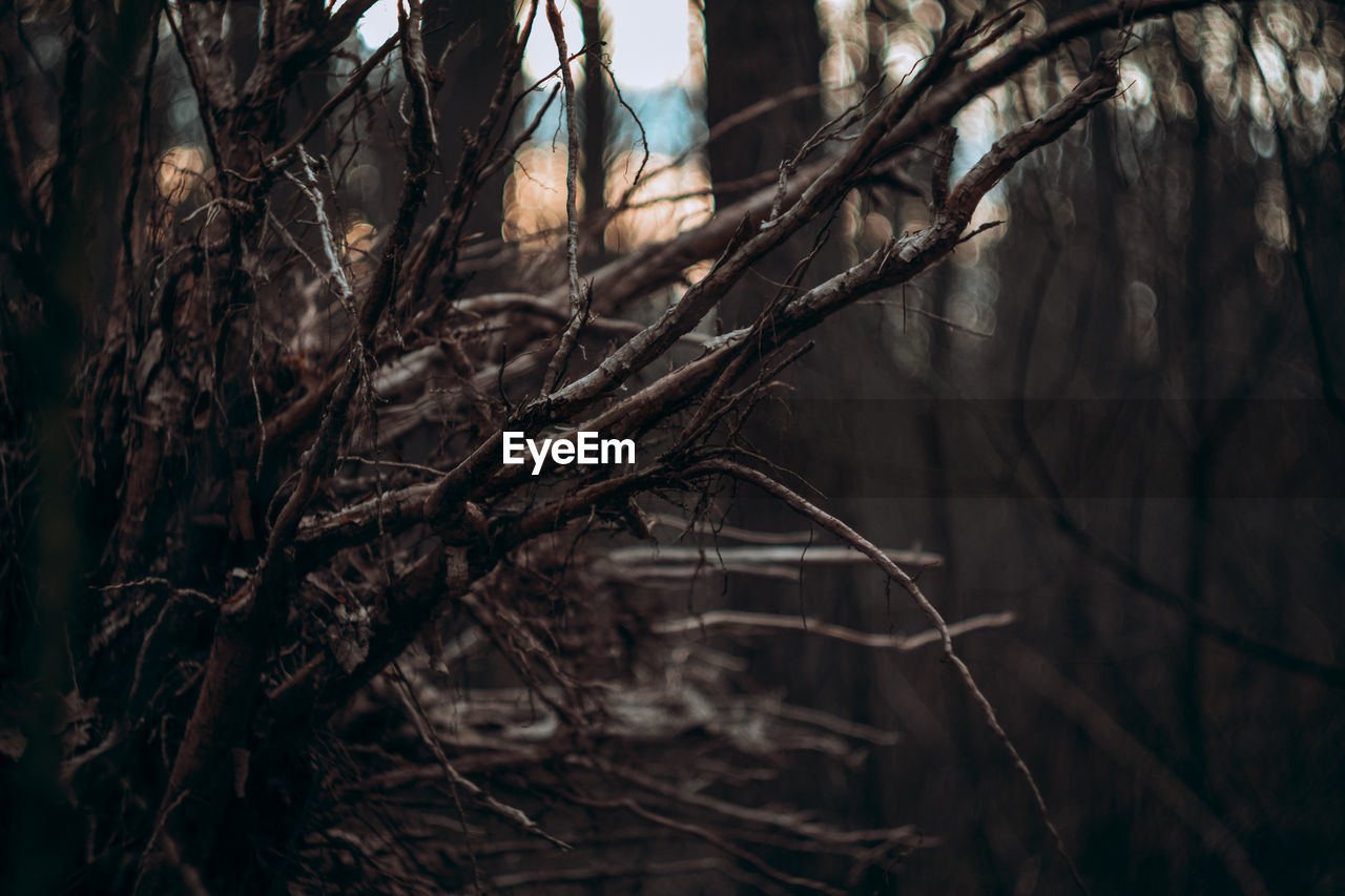 Close-up of bare tree in forest