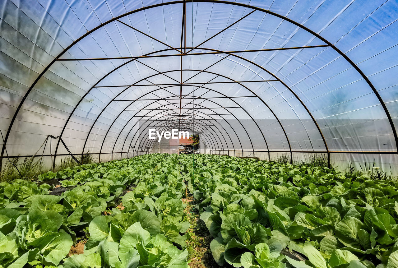 Organic cabbage growing in micro farm greenhouse