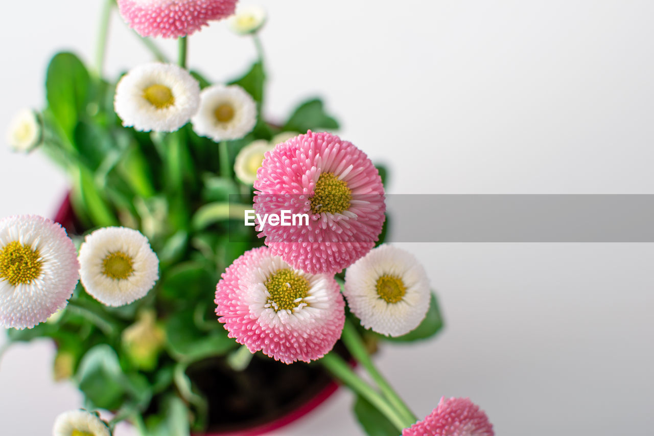 Top view of pink english daisy flowers in flowerpot on the white table