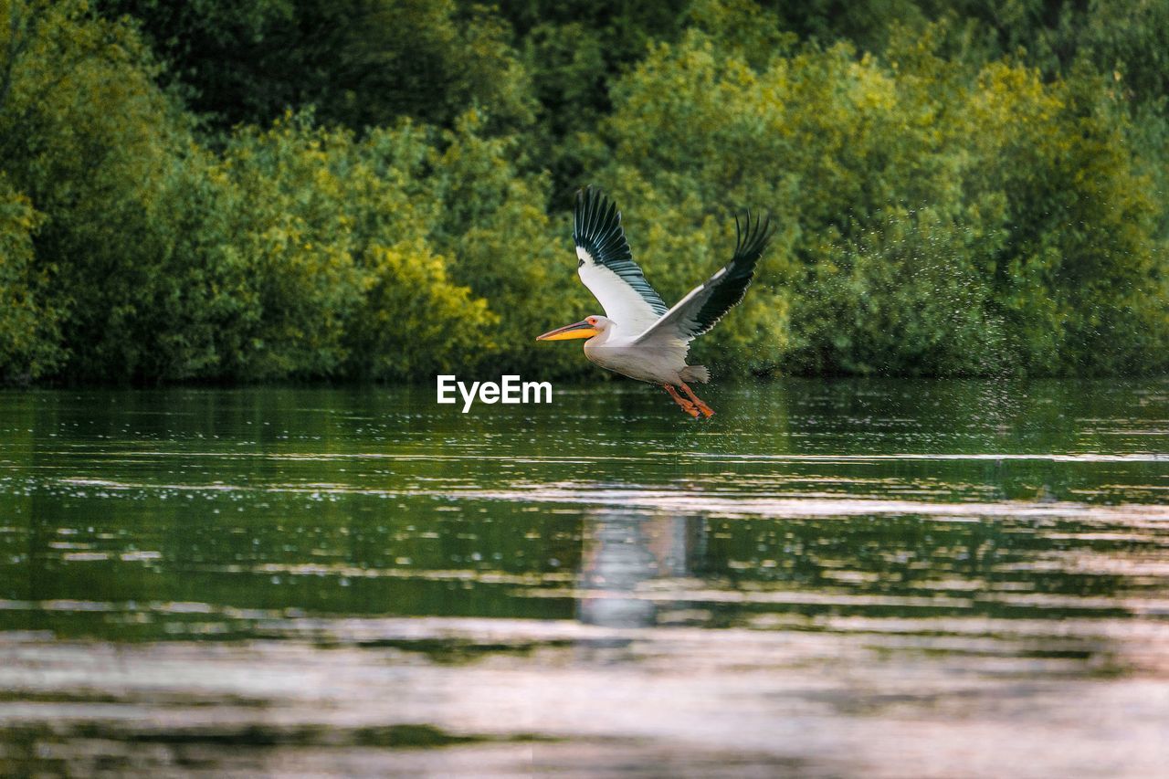 Pelican flying over lake