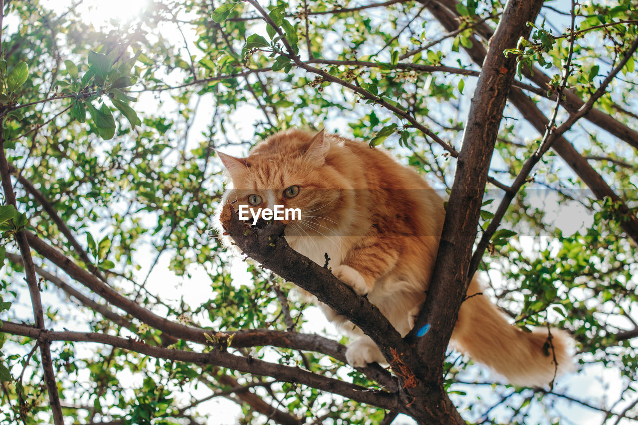 Low angle view of a cat on tree