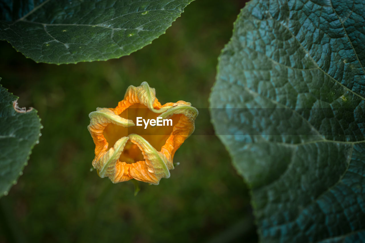 CLOSE-UP OF ORANGE LEAF ON PLANT