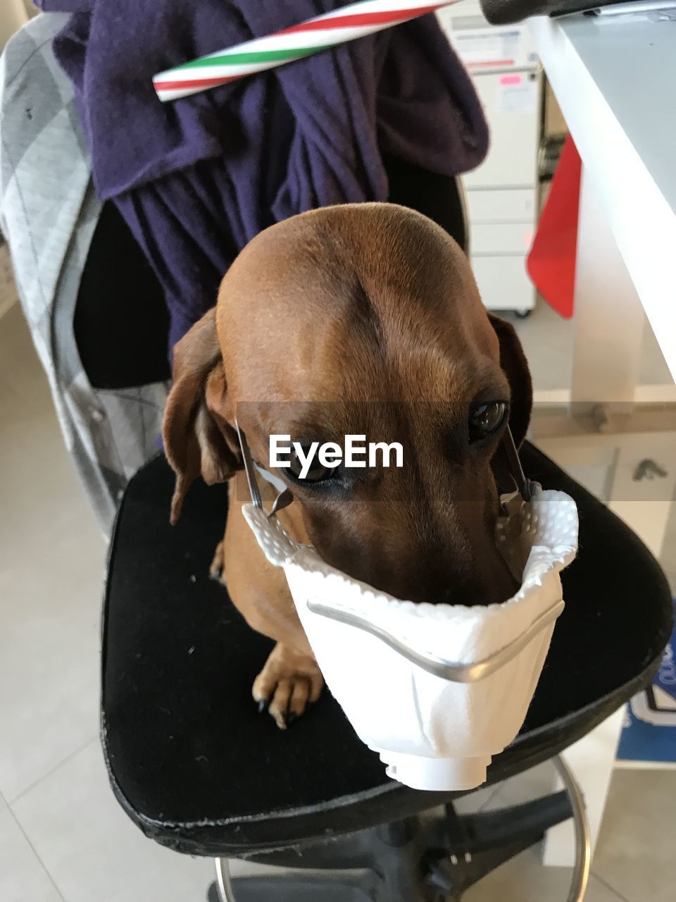 CLOSE-UP OF DOG LOOKING AT HOME