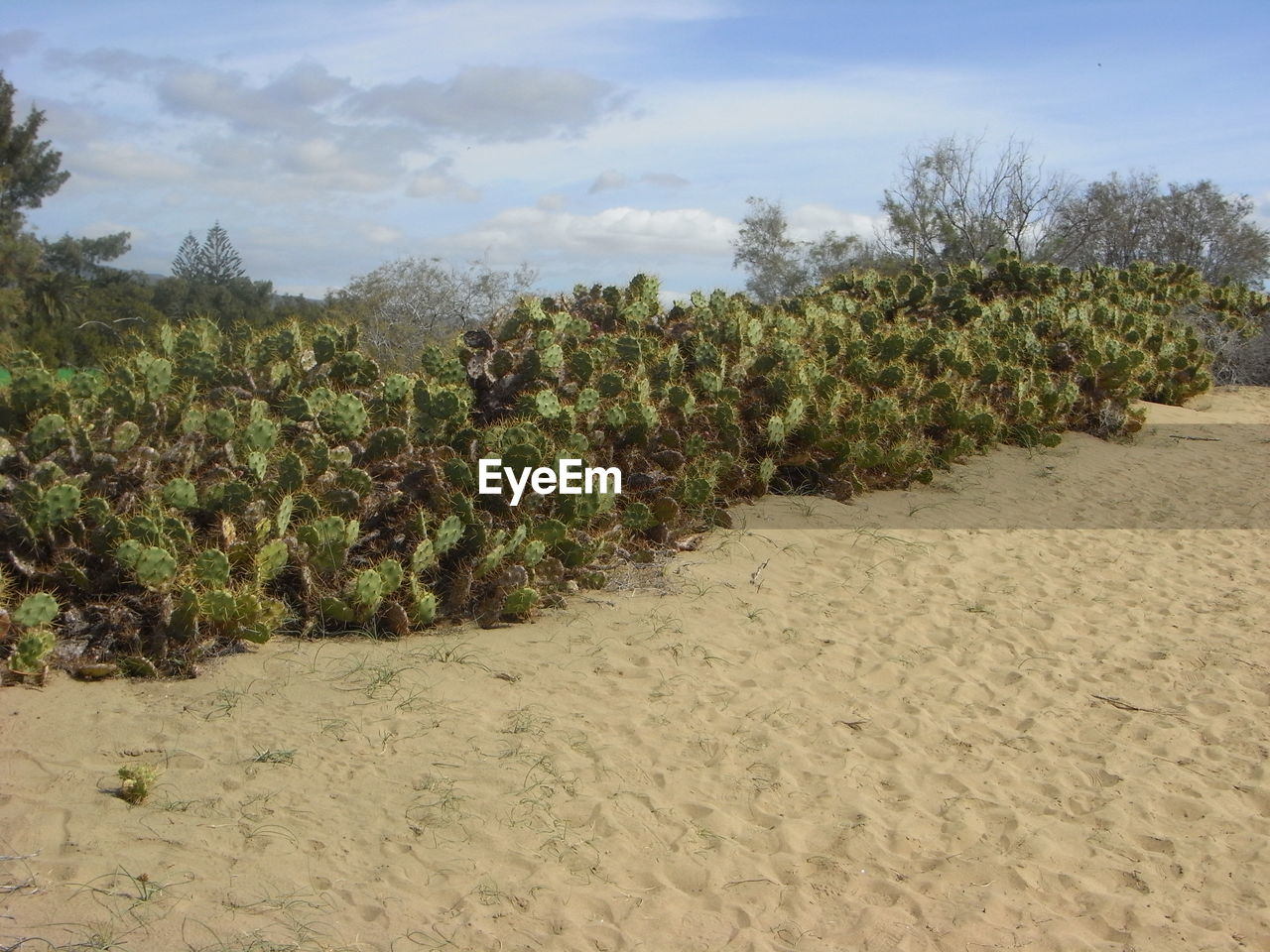 PLANTS AND TREES ON SAND AGAINST SKY