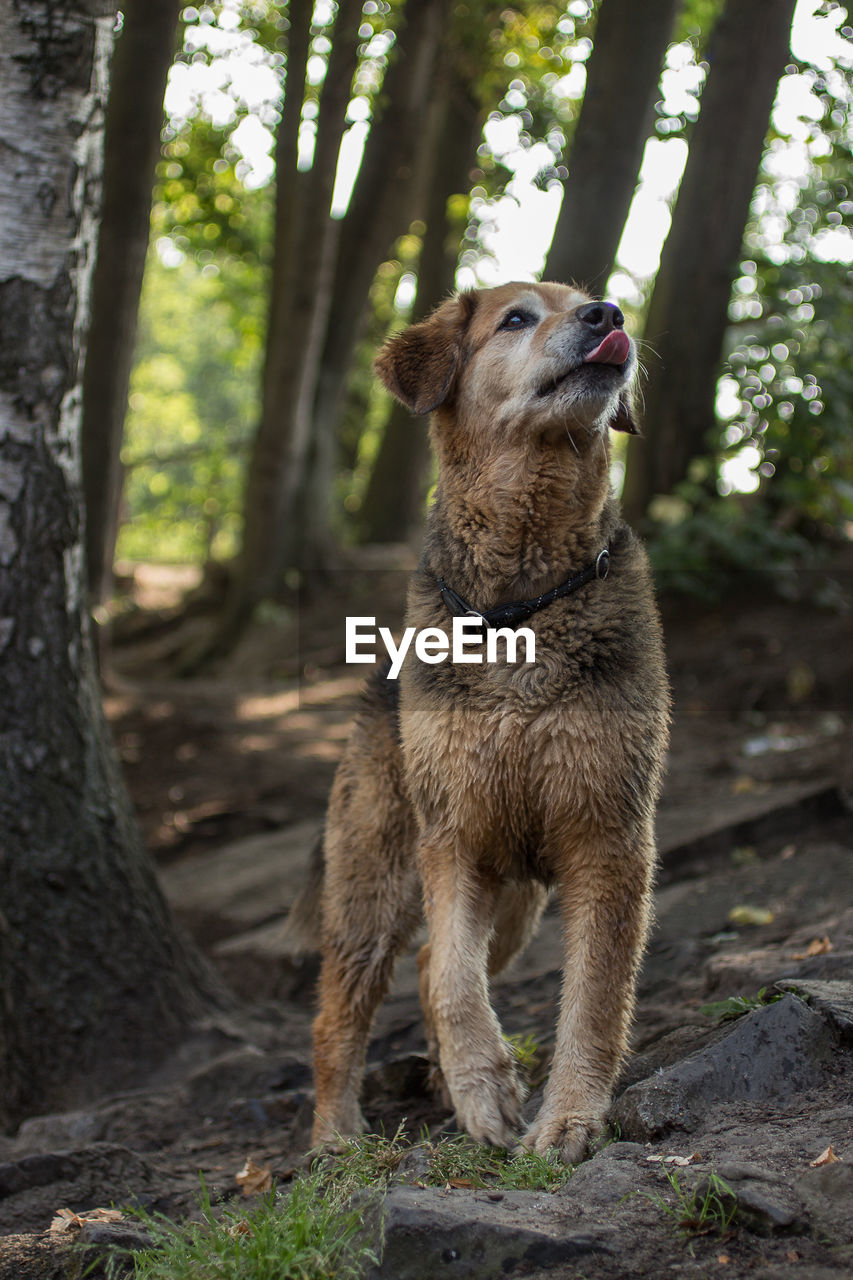 Low angle view of dog standing on rock at forest